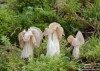 chřapáč kadeřavý (Houby), Helvella crispa (Fungi)